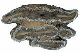 Mammoth Molar Slice With Case - South Carolina #291122-1